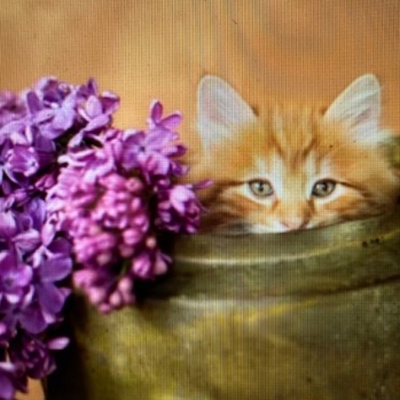 ~Welcome to my Closet~ - Picture 8 of 15